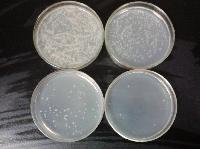 OXOID BHI脑心浸出液肉汤