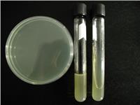 OXOID 缓冲蛋白胨水