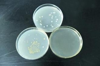 OXOID 马铃薯葡萄糖琼脂