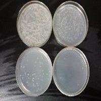 LB Lennox固体培养基粉剂