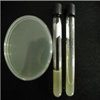 YPD/YEPD固体培养基粉剂