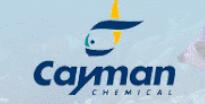 代理美国cayman试剂