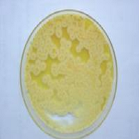 YT培养基粉剂(2×)