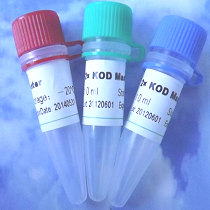 磷酸化雄激素受体抗体