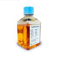 兔血清（辐照灭菌）