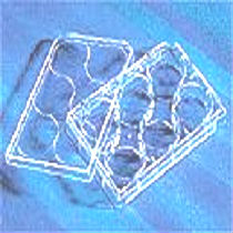 35mm 培养皿  corning