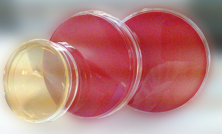 1/2 MS培养基(不含蔗糖和琼脂)