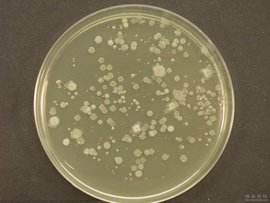 悬浮培养基(SM,2%)参数说明